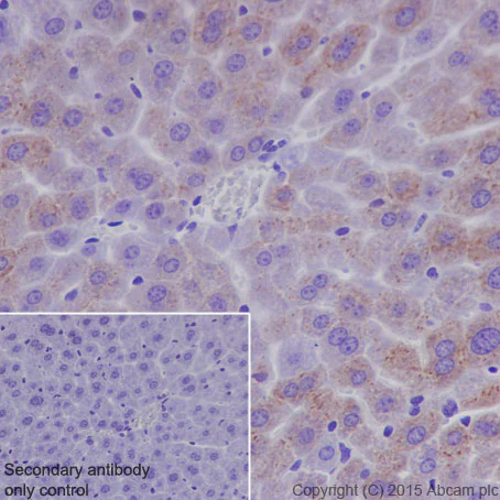 Immunohistochemistry (Formalin/PFA-fixed paraffin-embedded sections) - Anti-Hepcidin + Hepcidin-2 antibody [EPR18937] - BSA and Azide free (AB251032)