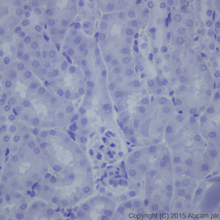 Immunohistochemistry (Formalin/PFA-fixed paraffin-embedded sections) - Anti-Hepcidin + Hepcidin-2 antibody [EPR18937] - BSA and Azide free (AB251032)