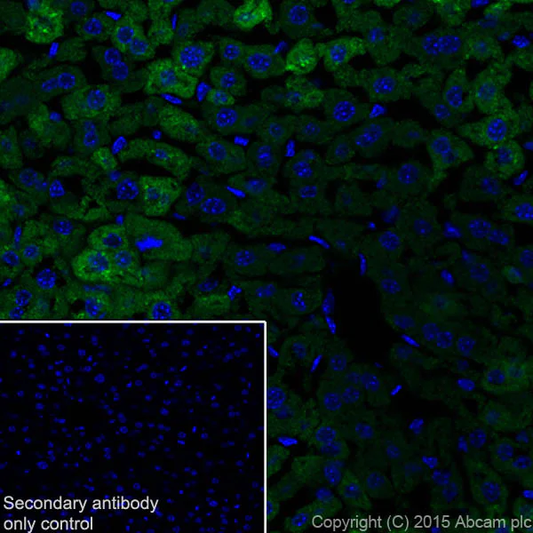 Immunohistochemistry (Frozen sections) - Anti-Hepcidin + Hepcidin-2 antibody [EPR18937] - BSA and Azide free (AB251032)