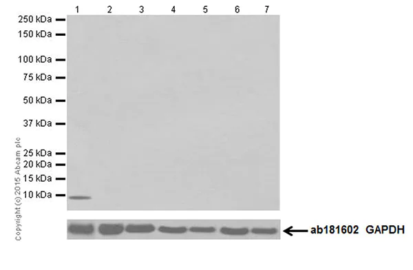 Western blot - Anti-Hepcidin + Hepcidin-2 antibody [EPR18937] - BSA and Azide free (AB251032)