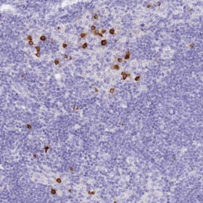 Immunohistochemistry (Formalin/PFA-fixed paraffin-embedded sections) - Anti-HERC1 antibody (AB151071), expandable thumbnail