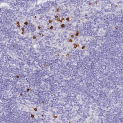 Immunohistochemistry (Formalin/PFA-fixed paraffin-embedded sections) - Anti-HERC1 antibody (AB151071)