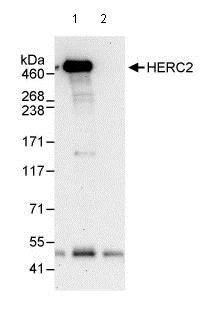 Immunoprecipitation - Anti-HERC2 antibody (AB85832)