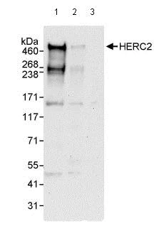Western blot - Anti-HERC2 antibody (AB85832)
