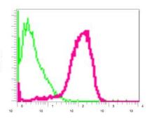 Flow Cytometry (Intracellular) - Anti-HERPUD1 antibody [EPR9649] (AB150424)