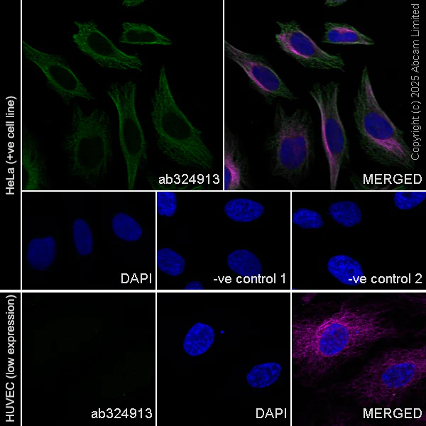 Immunocytochemistry/ Immunofluorescence - Anti-HERV antibody [EPR29291-23] (AB324913)