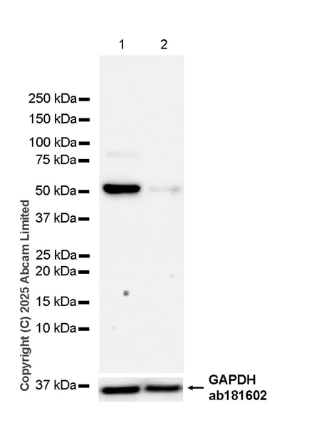 Western blot - Anti-HERV antibody [EPR29291-23] (AB324913)