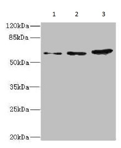 Western blot - Anti-HERV-FRD antibody (AB230235)
