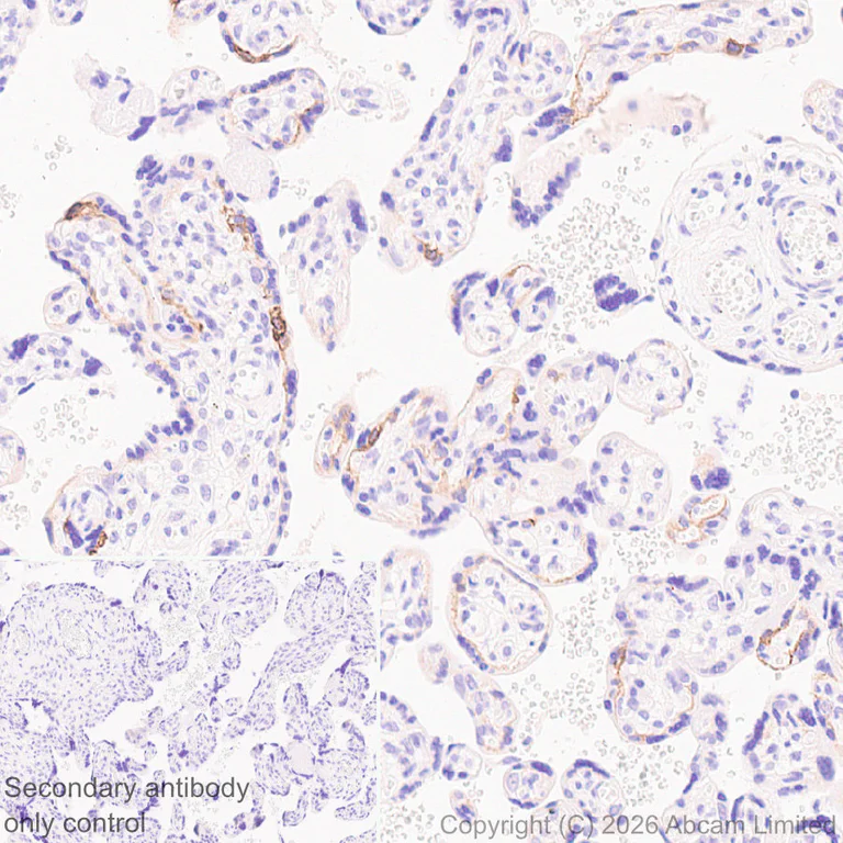 Immunohistochemistry (Formalin/PFA-fixed paraffin-embedded sections) - Anti-HERV-FRD antibody [EPR30312-632] (AB326102)