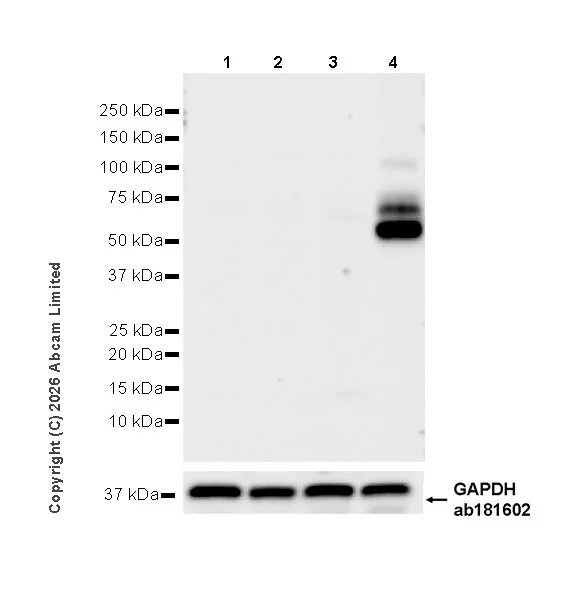 Western blot - Anti-HERV-FRD antibody [EPR30312-632] (AB326102)