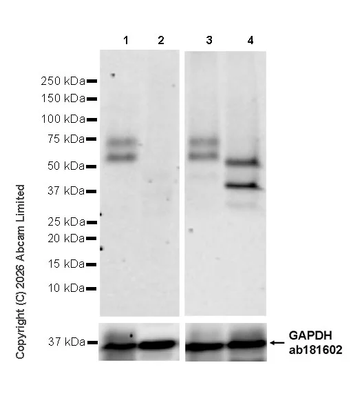 Western blot - Anti-HERV-FRD antibody [EPR30312-632] (AB326102)