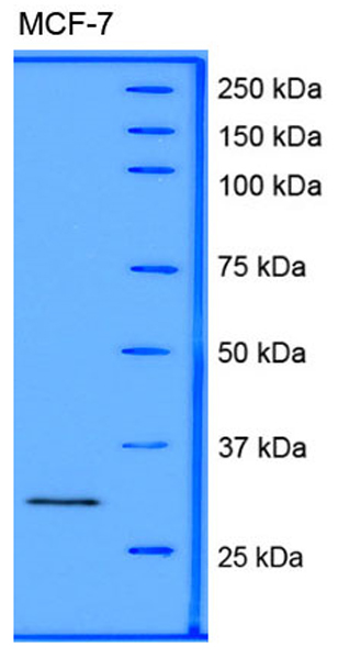 Western blot - Anti-Hes1 antibody (AB71559)