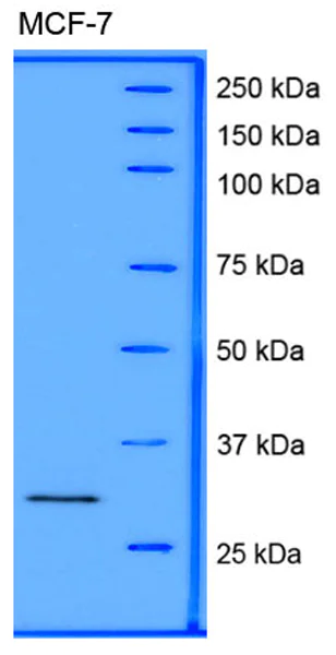 Western blot - Anti-Hes1 antibody (AB71559)