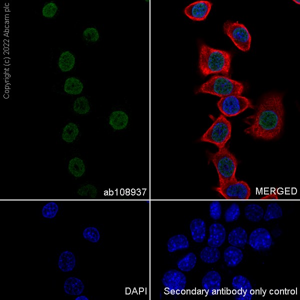 Immunocytochemistry/ Immunofluorescence - Anti-Hes1 antibody [EPR4226] (AB108937), expandable thumbnail