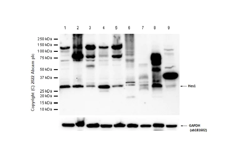 Western blot - Anti-Hes1 antibody [EPR4226] (AB108937)