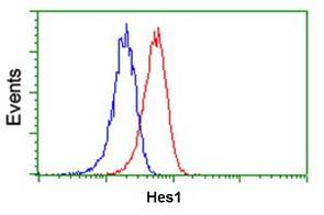 Flow Cytometry (Intracellular) - Anti-Hes1 antibody [OTI2D2] (AB119776)