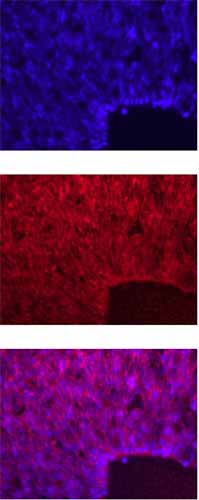 Immunohistochemistry (Frozen sections) - Anti-HES5 antibody (AB25374), expandable thumbnail