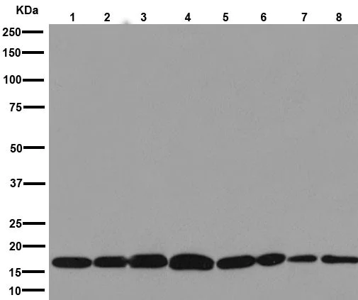 Western blot - Anti-HES5 antibody [EPR15578] (AB194111)