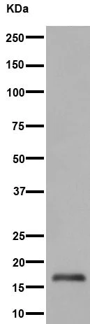 Western blot - Anti-HES5 antibody [EPR15578] (AB194111)