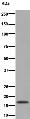 Western blot - Anti-HES5 antibody [EPR15578] (AB194111)