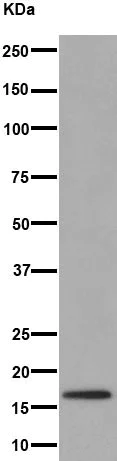 Western blot - Anti-HES5 antibody [EPR15578] (AB194111)