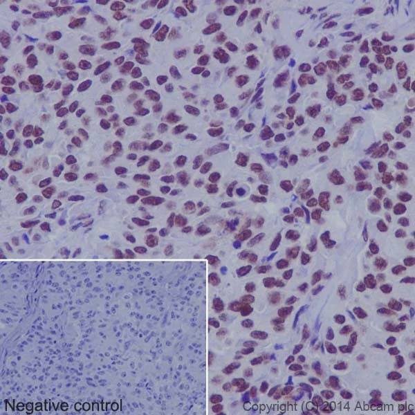 Immunohistochemistry (Formalin/PFA-fixed paraffin-embedded sections) - Anti-HES5 antibody [EPR15578] - BSA and Azide free (AB236142)