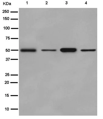 Western blot - Anti-HESP antibody [EPR12943(2)-44] (AB187669)