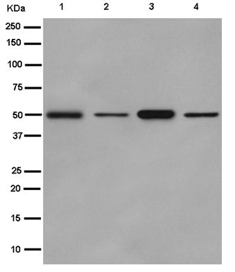 Western blot - Anti-HESP antibody [EPR12943(2)-44] - BSA and Azide free (AB250941), expandable thumbnail