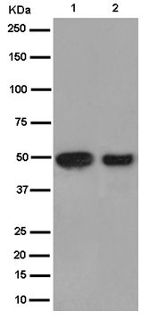 Western blot - Anti-HESP antibody [EPR12943(2)-44] - BSA and Azide free (AB250941), expandable thumbnail
