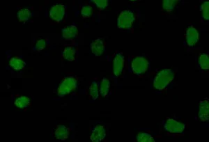 Immunocytochemistry/ Immunofluorescence - Anti-Heterogeneous Nuclear Ribonucleoprotein (A1-like) antibody [EPR13673-33] (AB181337)