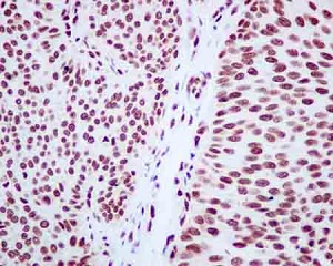 Immunohistochemistry (Formalin/PFA-fixed paraffin-embedded sections) - Anti-Heterogeneous Nuclear Ribonucleoprotein (A1-like) antibody [EPR13673-33] - BSA and Azide free (AB250479), expandable thumbnail