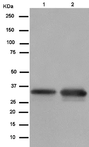 Western blot - Anti-Heterogeneous Nuclear Ribonucleoprotein (A1-like) antibody [EPR13673-33] - BSA and Azide free (AB250479)