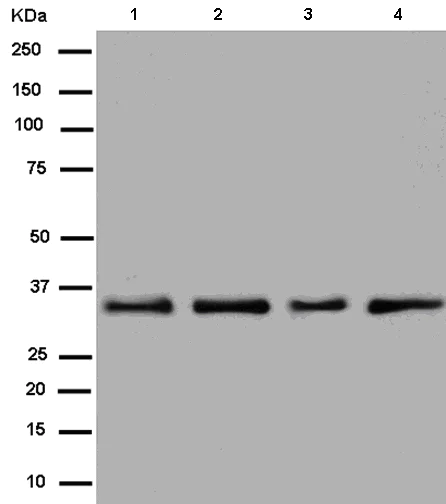 Western blot - Anti-Heterogeneous Nuclear Ribonucleoprotein (A1-like) antibody [EPR13673] - BSA and Azide free (AB250137)