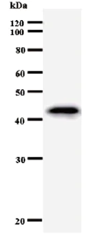 Western blot - Anti-Hex antibody [HHE5I261] (AB50836)
