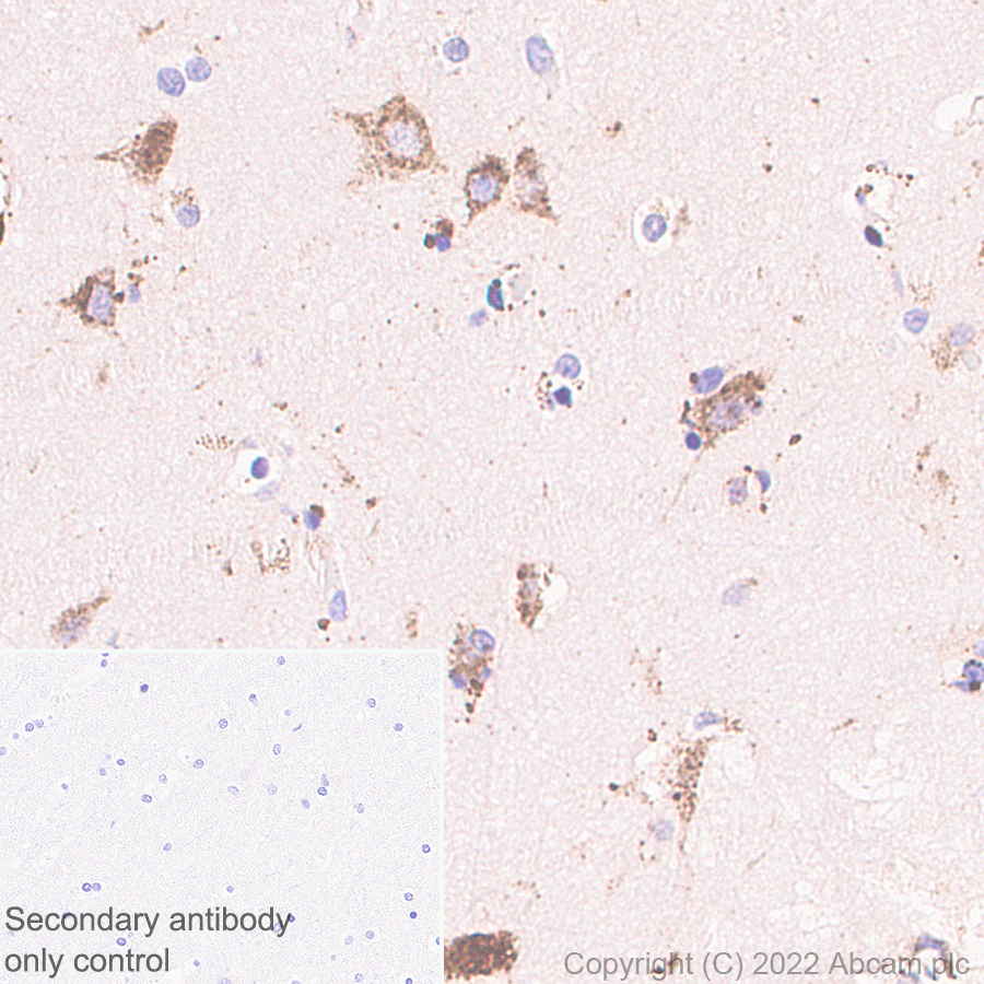 Immunohistochemistry (Formalin/PFA-fixed paraffin-embedded sections) - Anti-HEXA antibody [EPR26393-80] (AB303484), expandable thumbnail