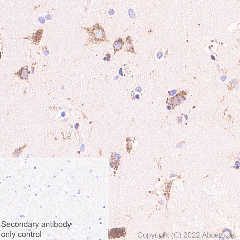 Immunohistochemistry (Formalin/PFA-fixed paraffin-embedded sections) - Anti-HEXA antibody [EPR26393-80] - BSA and Azide free (AB303485)
