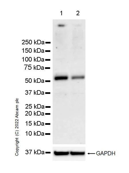 Western blot - Anti-HEXA antibody [EPR26393-80] - BSA and Azide free (AB303485)