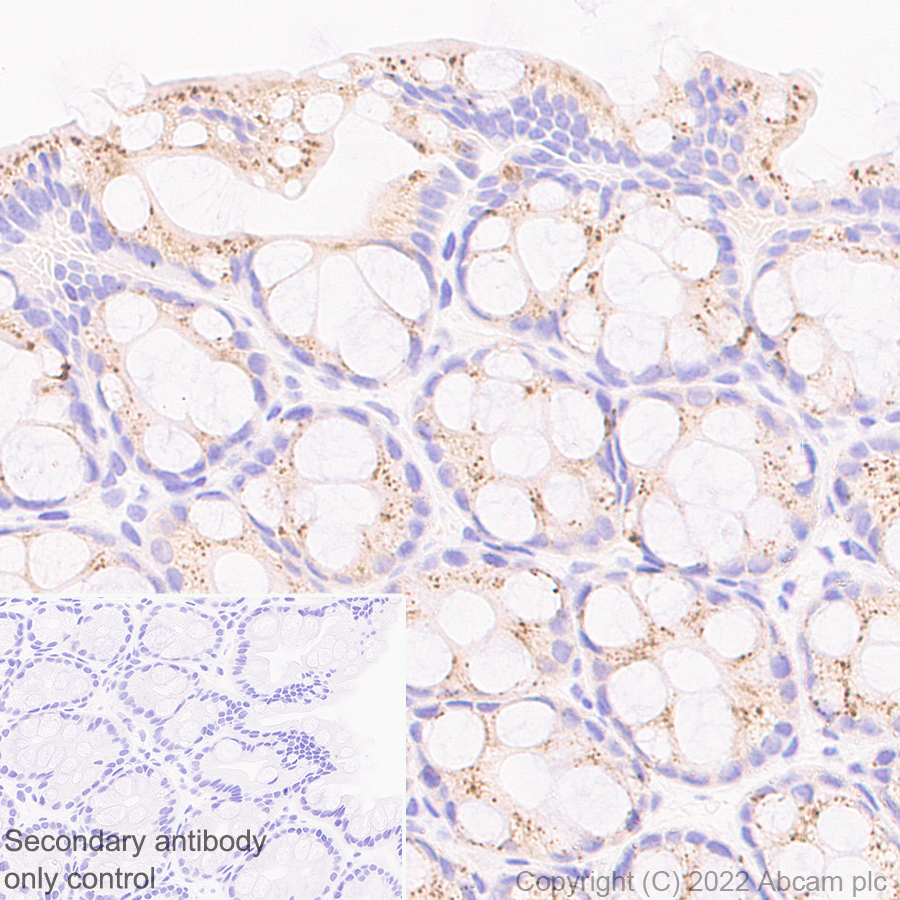 Immunohistochemistry (Formalin/PFA-fixed paraffin-embedded sections) - Anti-HEXA antibody [EPR26394-74] (ab300447), expandable thumbnail