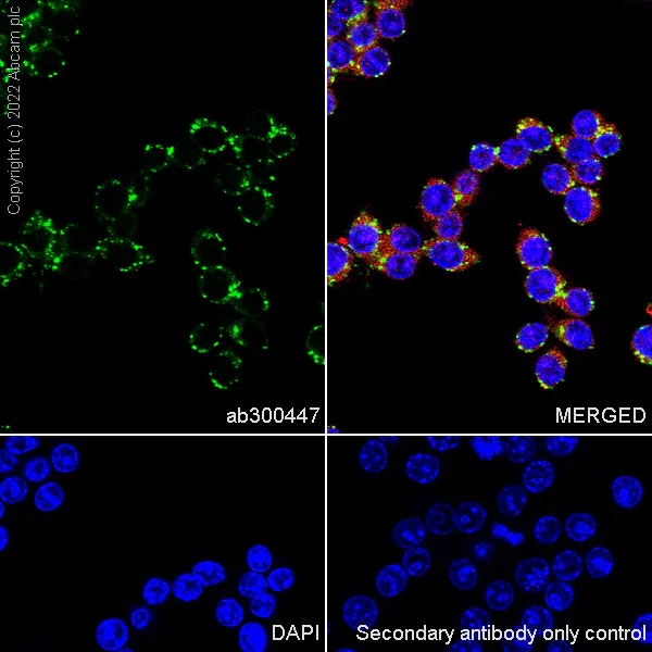 Immunocytochemistry/ Immunofluorescence - Anti-HEXA antibody [EPR26394-74] (BSA and Azide free) (AB300448)