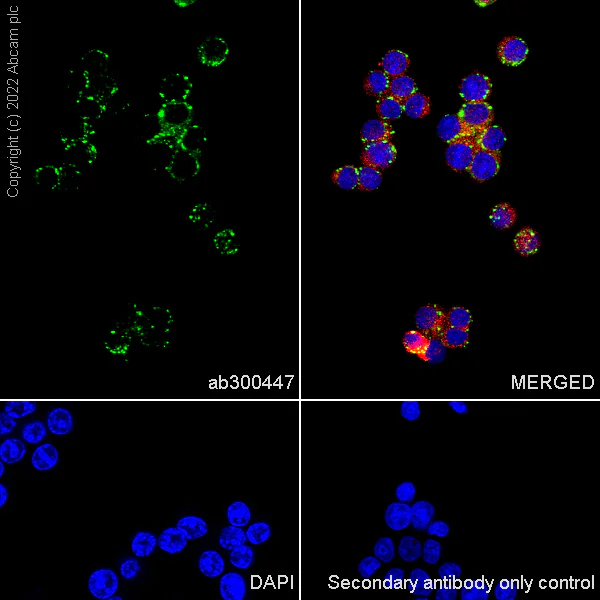 Immunocytochemistry/ Immunofluorescence - Anti-HEXA antibody [EPR26394-74] (BSA and Azide free) (AB300448)