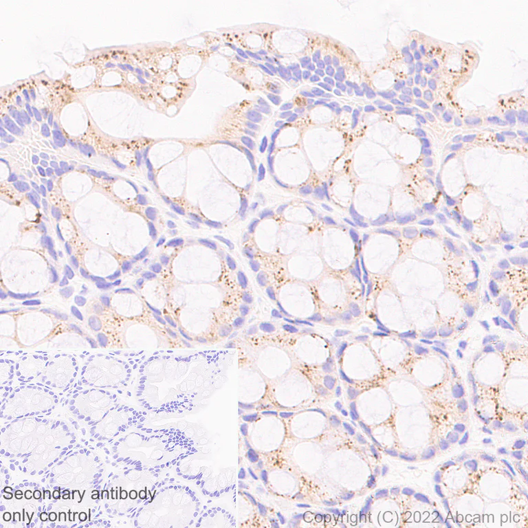 Immunohistochemistry (Formalin/PFA-fixed paraffin-embedded sections) - Anti-HEXA antibody [EPR26394-74] (BSA and Azide free) (AB300448)
