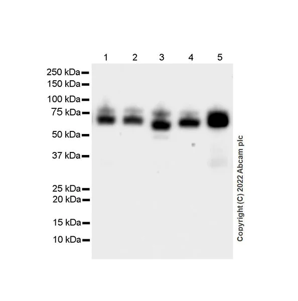 Western blot - Anti-HEXA antibody [EPR26394-74] (BSA and Azide free) (AB300448)