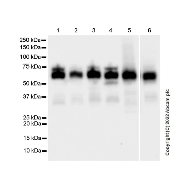 Western blot - Anti-HEXA antibody [EPR26394-74] (BSA and Azide free) (AB300448)