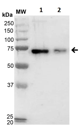 Western blot - Hexanoyl-Lysine BSA Conjugate (AB245918)