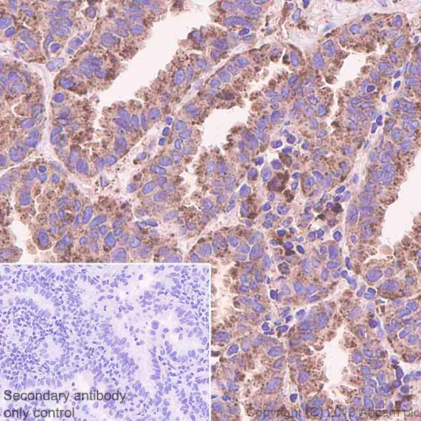 Immunohistochemistry (Formalin/PFA-fixed paraffin-embedded sections) - Anti-HEXB antibody [EPR7978] - BSA and Azide free (AB248929)