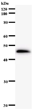 Western blot - Anti-HEXIM1 antibody [2416C2a] (AB58624)