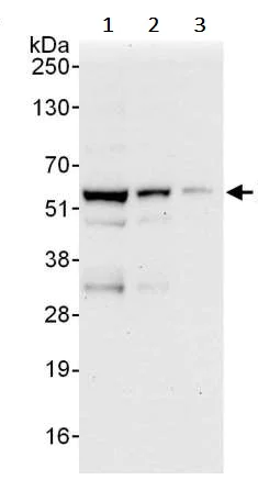 Western blot - Anti-HEXIM1 antibody (AB245495)