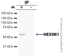 Immunoprecipitation - Anti-HEXIM1 antibody (AB25388), expandable thumbnail