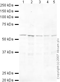 Western blot - Anti-HEXIM1 antibody (AB25388), expandable thumbnail