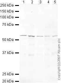 Western blot - Anti-HEXIM1 antibody (AB25388)